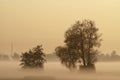 Tree silhouettes