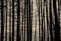 Tree background texture, silhouettes of spruce in the mountains, forest, details of nature