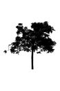 Tree silhouettes beautiful isolated on white background