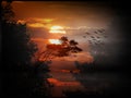 Tree silhouettes and flock of birds flying away during sunset.