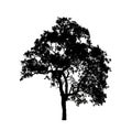 tree silhouettes isolated on white background . Royalty Free Stock Photo