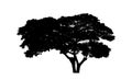 tree silhouettes isolated on white background . Royalty Free Stock Photo