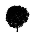 tree silhouettes isolated on white background . Royalty Free Stock Photo