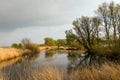 Tree silhouettes reflected in the water surface of the pond