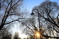 Tree silhouettes and street light and sun against blue sky on sunset in city park. Royalty Free Stock Photo