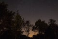 Tree silhouettes under a starry sky during the night - great for backgrounds and wallpapers Royalty Free Stock Photo