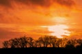 Tree silhouttes in a sunset Royalty Free Stock Photo