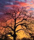 Tree Sillouette at Sunset