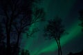 Tree silouette with aurora borealis and stars at night Royalty Free Stock Photo