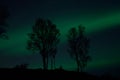 Tree silouette with aurora borealis and stars at night Royalty Free Stock Photo