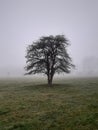 Tree silouhette on a foggy day Royalty Free Stock Photo
