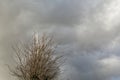 Tree sits under a cloudy sky Royalty Free Stock Photo