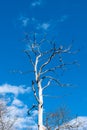 Tree skeleton by a blue sky