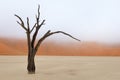 Tree skeleton, Deadvlei, Namibia