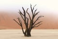 Tree skeletons, Deadvlei, Namibia Royalty Free Stock Photo