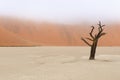 Tree skeletons, Deadvlei, Namibia Royalty Free Stock Photo