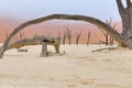 Tree skeletons, Deadvlei, Namibia Royalty Free Stock Photo