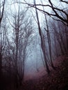 Tree skeletons frame a foggy spooky path through the woods in autumn