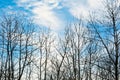 Tree skeletons in line against a clear sky