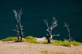 Tree Skeletons on the shore of Saint Mary Lake in Glacier National Park, Montana