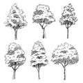 hand drawn sketch architect trees