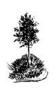 Tree sketch.Vintage illustration, engraved style. Hand drawn ink. Back line drawing Isolated on white background. For landscape