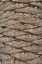 Tree skin with a abstract pattern Royalty Free Stock Photo