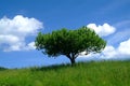 Tree and sky Royalty Free Stock Photo