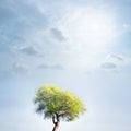 Tree and sky