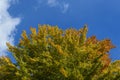 Top of autumn tree Royalty Free Stock Photo