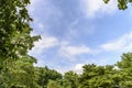 Tree with a sky backdrop.