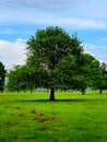 tree on sky background nature Royalty Free Stock Photo
