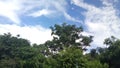 Tree sky and clouds