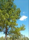 Tree and sky