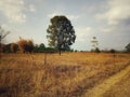 Tree ,sky ,field ,dry ,road ,farmland