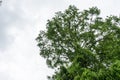 Tree with sky and grey clouds