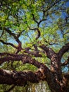 Tree sky leaf tree branch garden old tree Royalty Free Stock Photo