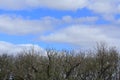 Tree and sky