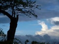 Tree and Sky Royalty Free Stock Photo