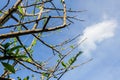 Tree and sky