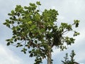 tree and sky, tree, sky, blue sky, sunlight shining on heaven and earth, tree with green leaves, Royalty Free Stock Photo