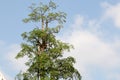 Tree and sky view background