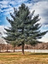 Tree skyline river pine blue