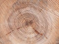 Tree slice texture wood background