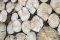 tree slices background image selective focusing, tree trunk Slices with annual rings Royalty Free Stock Photo