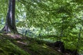 Tree on slope in forest