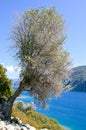 The tree on the slope of the island in the Aegean Sea Royalty Free Stock Photo