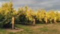 Tree small apples in orchard organic