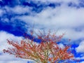 Tree with small red apples against bright blue sky and white clouds Royalty Free Stock Photo
