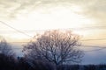 Tree in a small village covered in snow at sunset Royalty Free Stock Photo